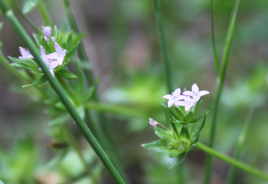 Sherardia arvensis